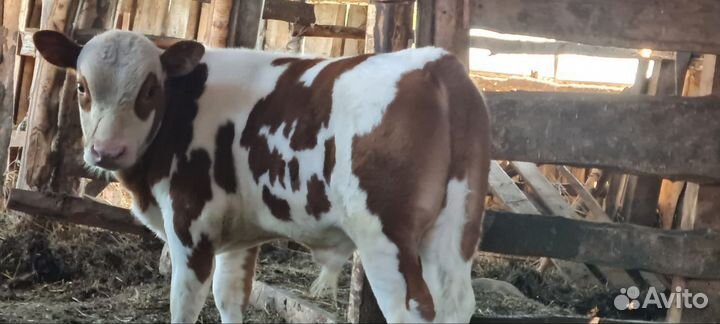 Корова дойная с теленком