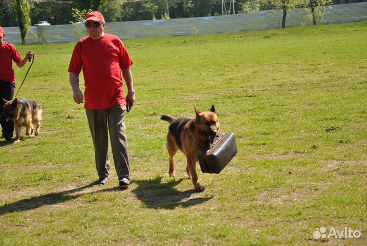 Дрессировка собак кинолог передержка