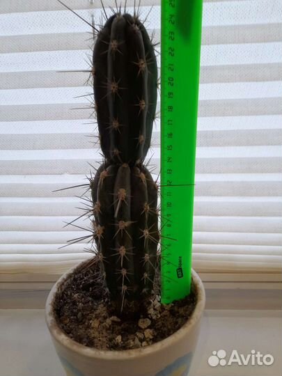 Кактус 26 см в керамическом горшочке
