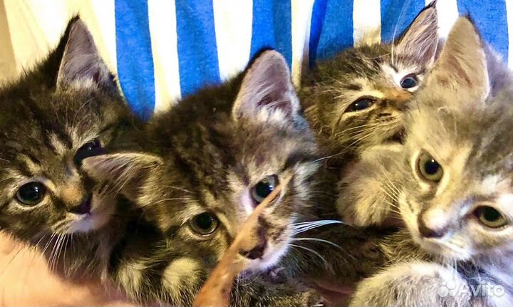 Котята полосатики 1,5 месяца в поисках дома
