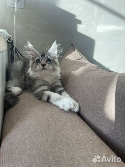 Котенок Мейн-Кун