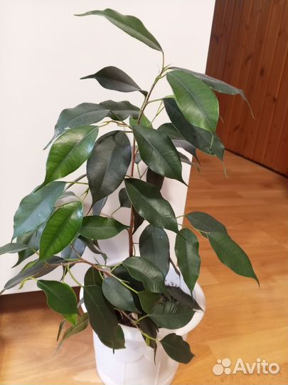Фикус Бенджамина