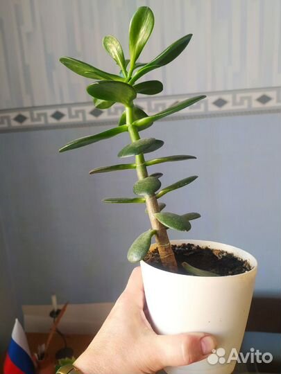 Комнатные растения цветы