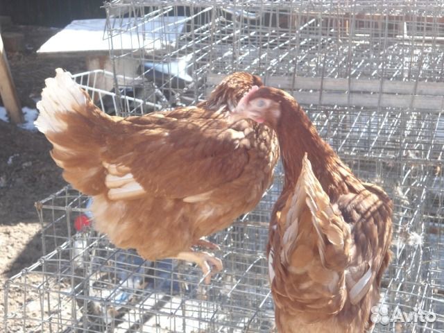 Куры молодки