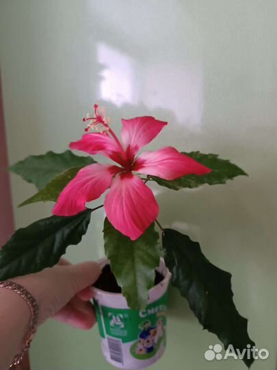 Гибискус пестролистный