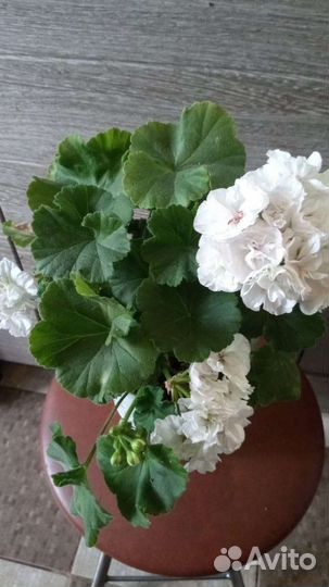 Пеларгония герань коллекционные