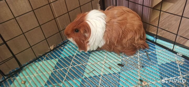 Морская свинка