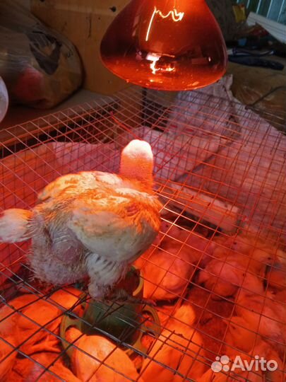 Цыпленок(бройлер)