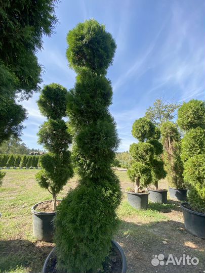 Туя Смарагд Спираль 250 см