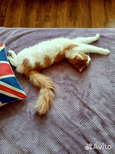 Котята в добрые руки бесплатно