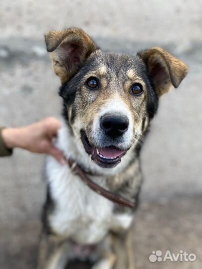 Крупный щенок в добрые руки