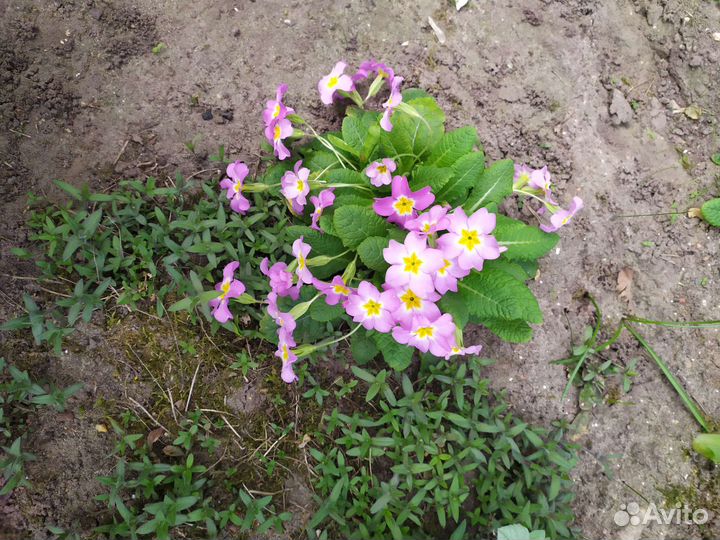 Первоцветы