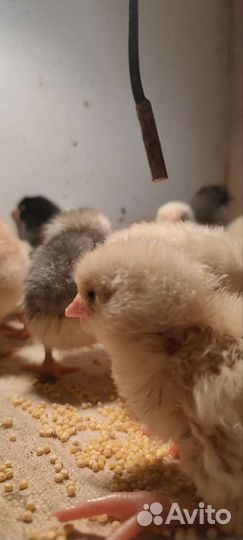 Цыплята суточные несушки