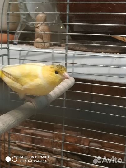 Продаются молодые кенара