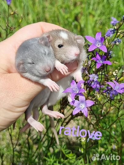 Крысята малыши дамбо мальчики