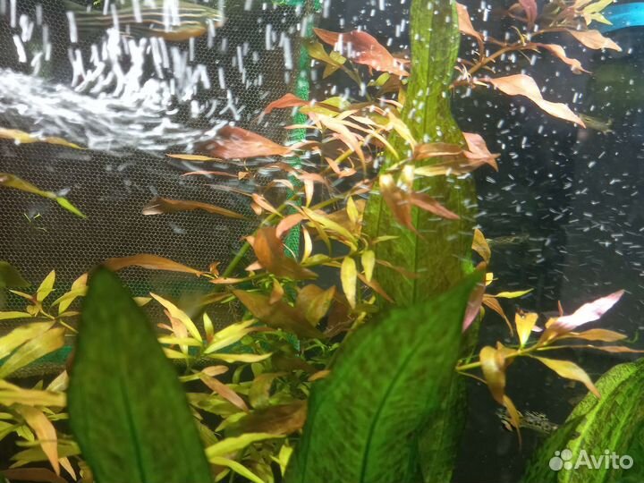 Аквариумные растения и рыбки