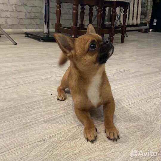 Чихуахуа кабель мини вязка
