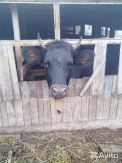 Тёлка 1,9