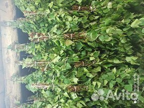 Веники для бани береза дуб