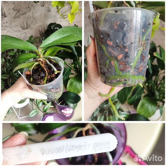 Орхидея фаленопсис