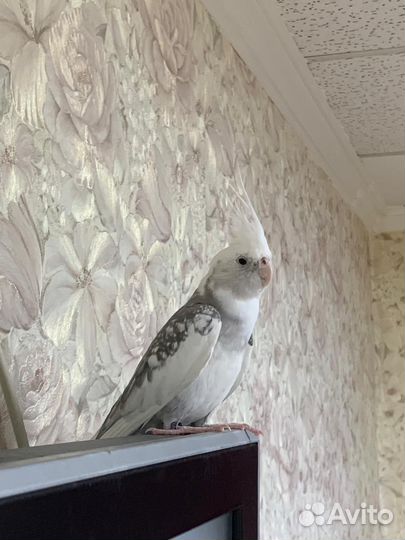 Ручной попугай корелла с клеткой