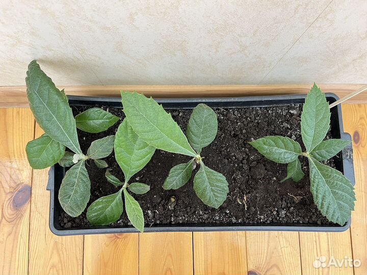 Мушмула японская