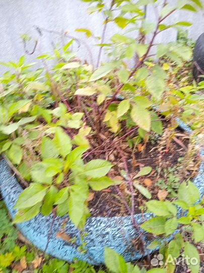 Георгины клубни с кустом