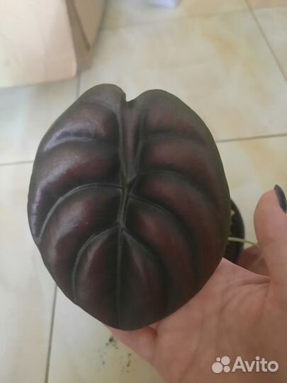 Алоказия Ред Секрет