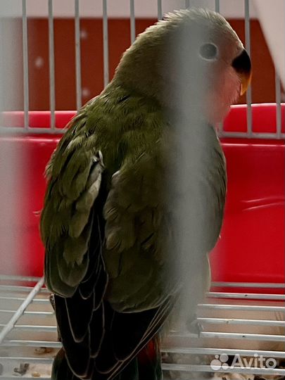 Птенец неразлучника