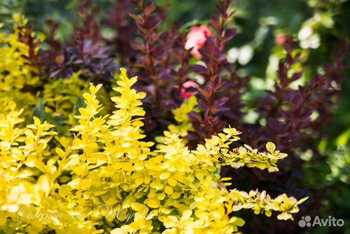 Растения декоративные для сада