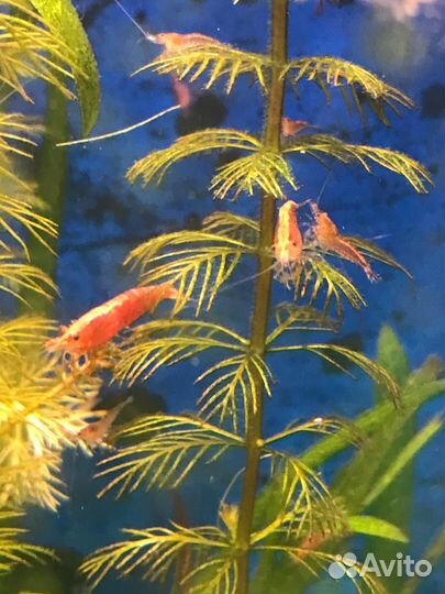 Продам сомиков анциструсов, креветок и улиток