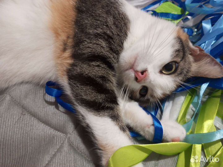 Кошка с самыми красивыми глазками