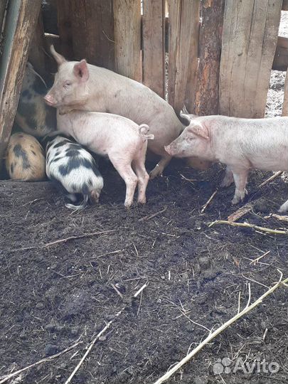 Поросята, хряк производитель, свиноматки