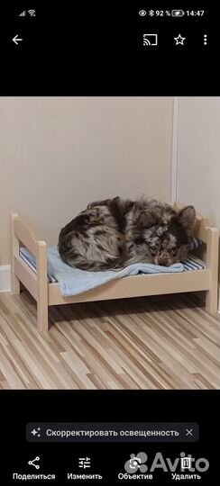 Случка собак