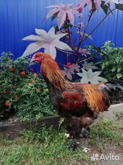 Брама колумбийская, куропатчатая