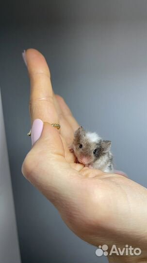 Декоративные мышки тексель кудрявые