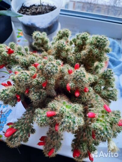 Кактус маммиллярия Пролифера