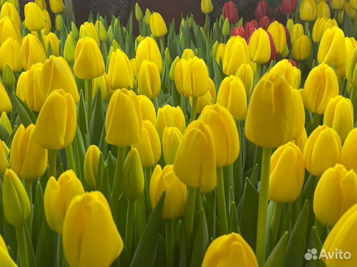 Луковицы тюльпанов