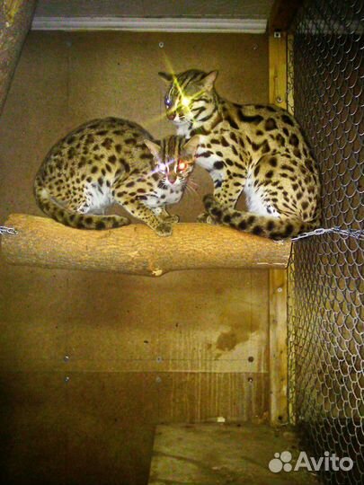 Азлк. подрощенные азиатские леопардовые кошки