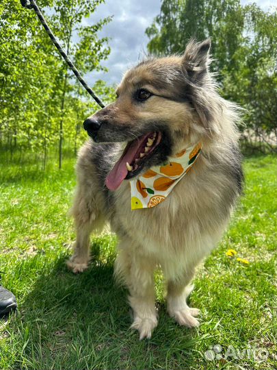 Небольшой пушистик Бароша в добрые руки