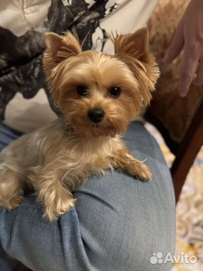 Вязка ищем жениха