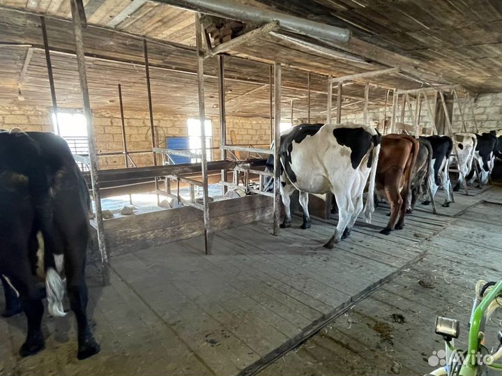 Коровы дойные