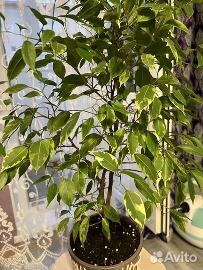 Фикус бенджамина