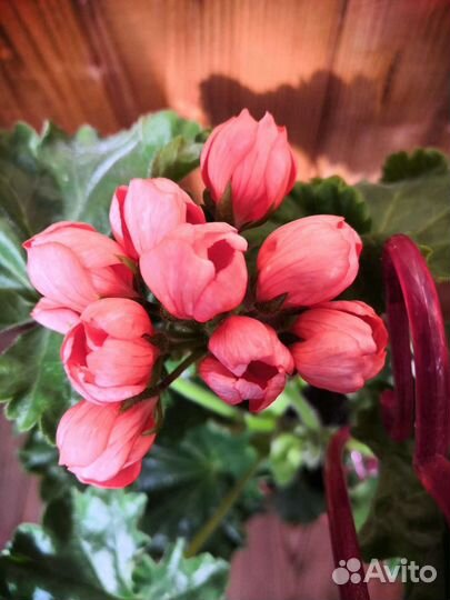 Пеларгония Red Pandora