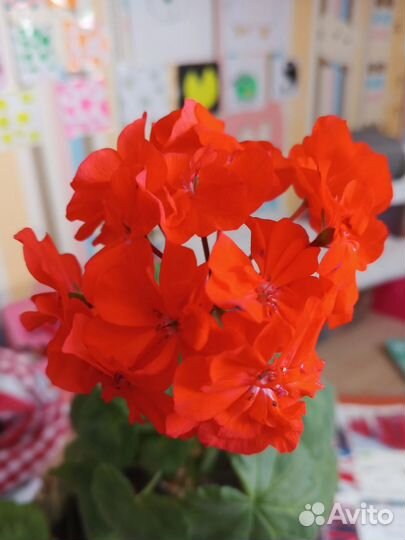 Пеларгония герань