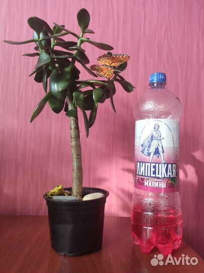 Красула толстянка (денежное дерево)