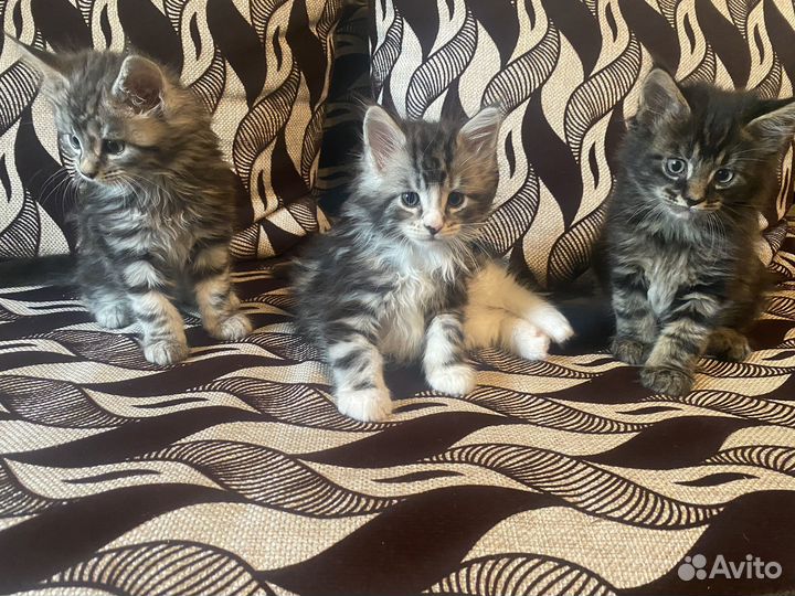 Котята мейн-кун