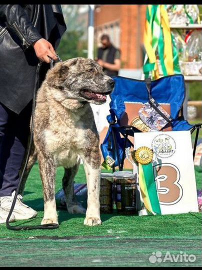 Щенки сао алабай