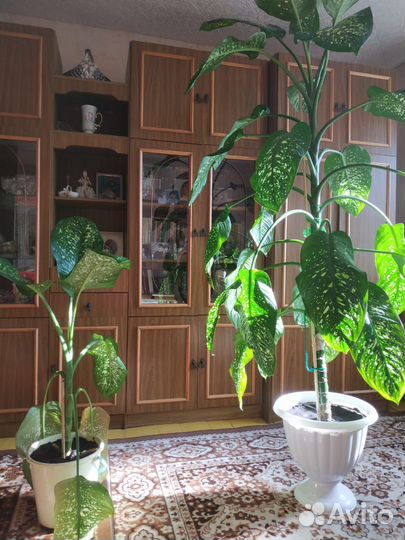 Диффенбахия