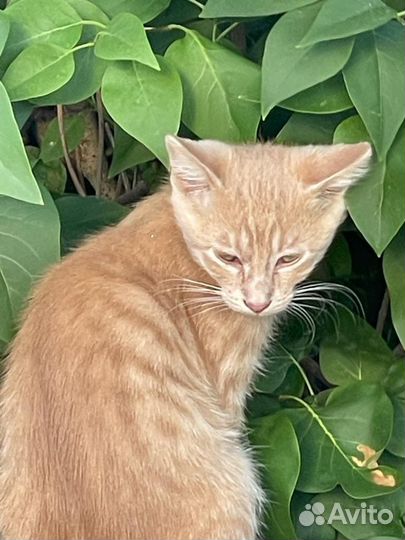 Отдам бесплатно